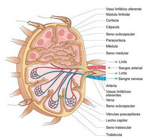 El Cuerpo Humano: nervios