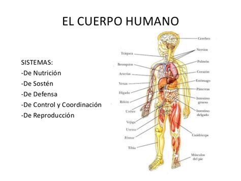 El cuerpo humano osteo artro muscular