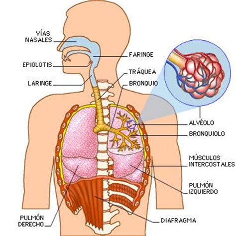 El Cuerpo Humano: Sistema respiratorio