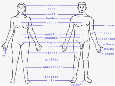 El cuerpo humano y sus partes imagenes