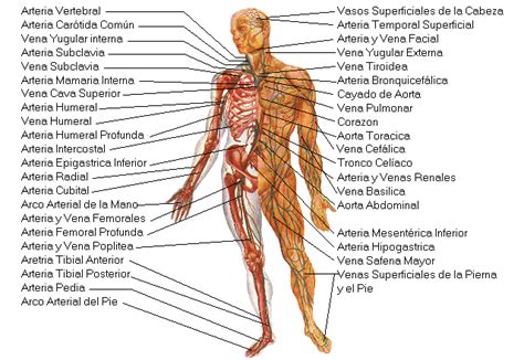El Cuerpo Humano y Sus Partes