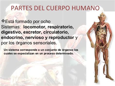 El cuerpo humano y sus partes