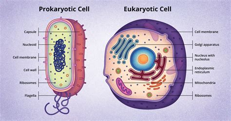 El Descubrimiento y Estructura de Células | Biology ...
