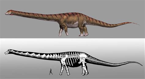 El dinosaurio más grande del mundo ya tiene nombre ...