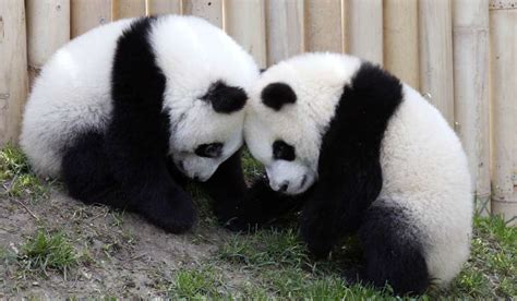 El ecoturismo llega a China en auxilio del oso panda