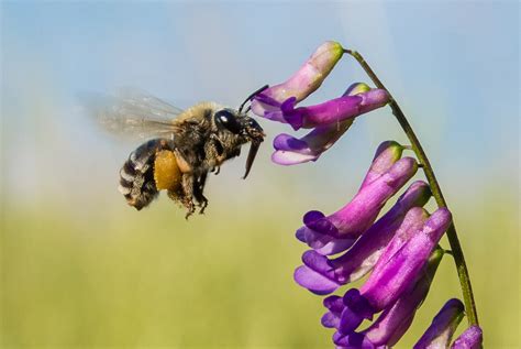 El Efecto colmena o sobre cómo salvar a las abejas en la ...