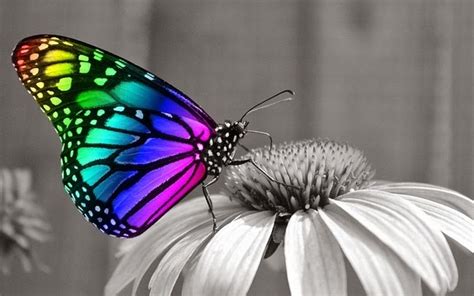 El Espejo Gótico: El Efecto Mariposa y el Meo Universal