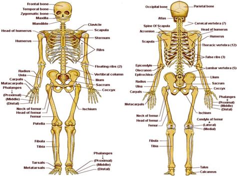 El esqueleto humano grande con sus partes Imagui