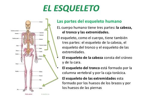 El esqueleto humano por luisa gomis