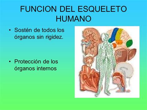 EL ESQUELETO HUMANO.   ppt video online download