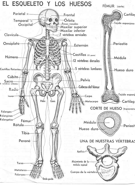 El esqueleto humano y sus partes para pintar Imagui