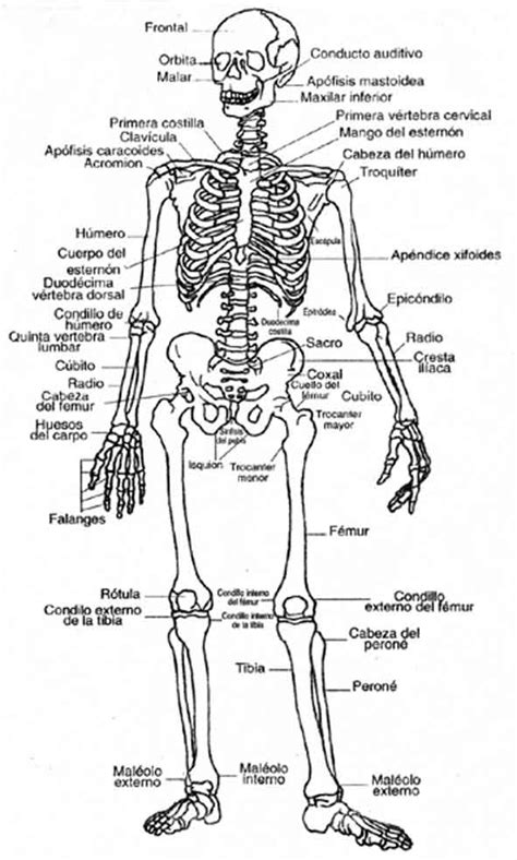 El esqueleto humano y sus partes para pintar Imagui