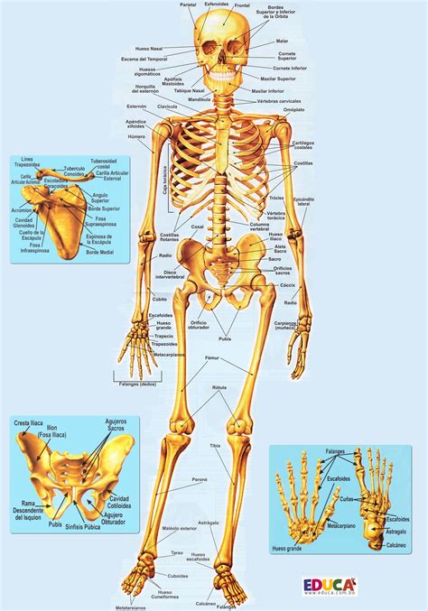 El Esqueleto  sistema óseo  | Historia, Literatura ...