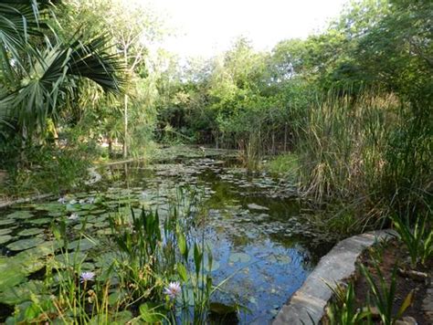 El estanque de agua del jardín botánico de CICY.