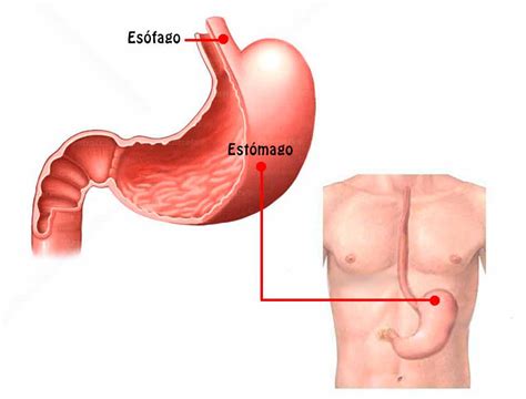 El Estómago: funciones, ubicación, partes, funcionamiento ...