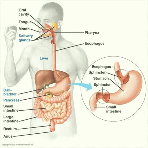 El estómago humano – Funciones … – Straig