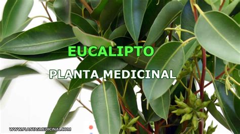 El Eucalipto   Planta Medicinal   YouTube