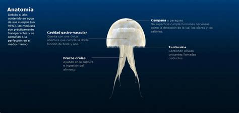 El extraordinario mundo de la medusa   Taringa!