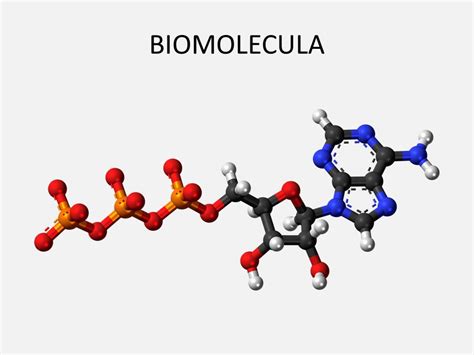 EL FARO NANOTECNOLOGICO: NANODIC: Biomolécula