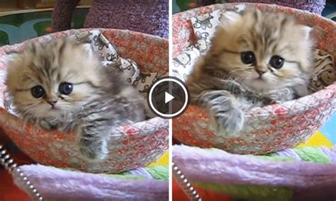 El Gatito más Lindo del Mundo!  Video