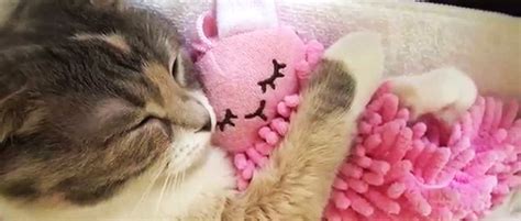 El gatito mas mono del mundo duerme con su muñeca, Video! :