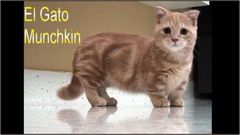 El Gato Munchkin   Razas de gatos   YouTube