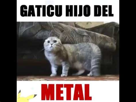 el gato que canta heavy metal   YouTube