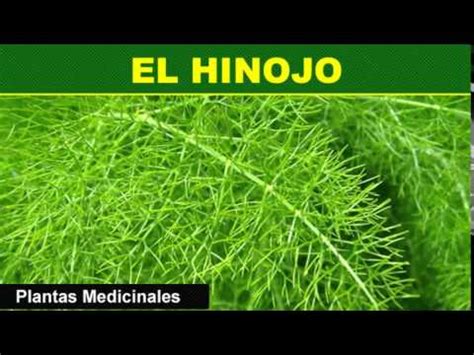 El Hinojo   Plantas Medicinales   YouTube