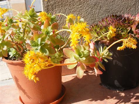 El huerto de Ramón: Flores de plantas ornamentales