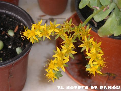 El huerto de Ramón: Flores de plantas ornamentales