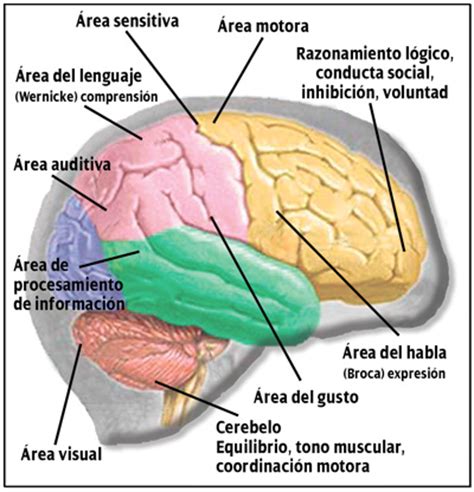 El indescifrable Cerebro Humano