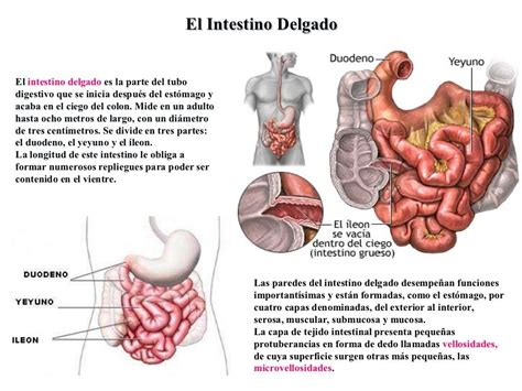 El Intestino Delgado El intestino delgado es la parte del ...