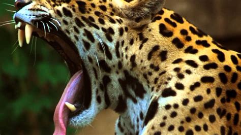 El jaguar, la reproduccion de los seres vivos   YouTube