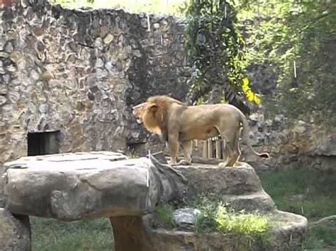 El León del Zoológico de Cali   YouTube