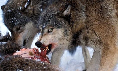 El lobo   Características, qué come, reproducción y ...