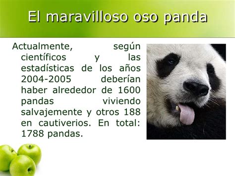 El Maravilloso Oso Panda