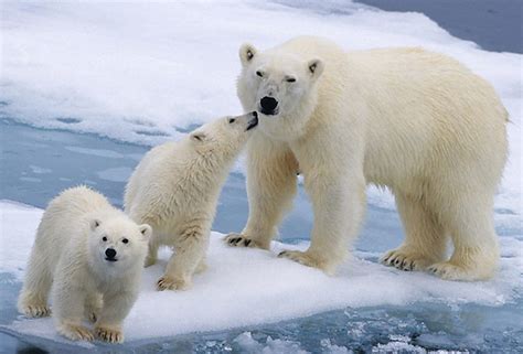 El mejor lugar para ver osos polares: Churchill, Canadá