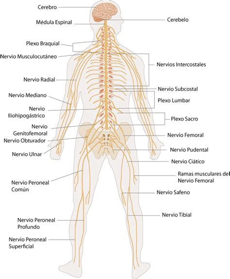 el moderno prometeo: Anatomía básica del sistema nervioso