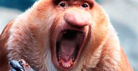 El mono narigudo | Informacion sobre animales