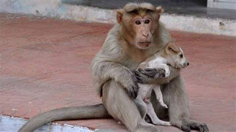 El mono que cuida de perros   Mis animales