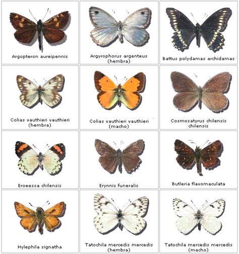EL MUNDO Y LA MARIPOSA: tipos de mariposas