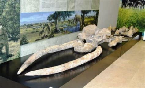 El Museo de Paleontología  Tierra de Dinosaurios  de ...