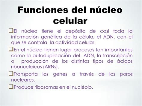 El núcleo celular.   ppt video online descargar
