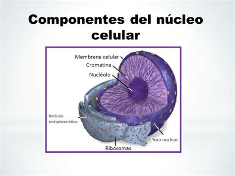 El núcleo celular.   ppt video online descargar