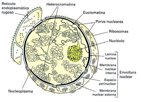 El núcleo. Morfología y estructura