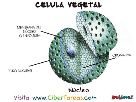El Núcleo – Célula Vegetal | CiberTareas