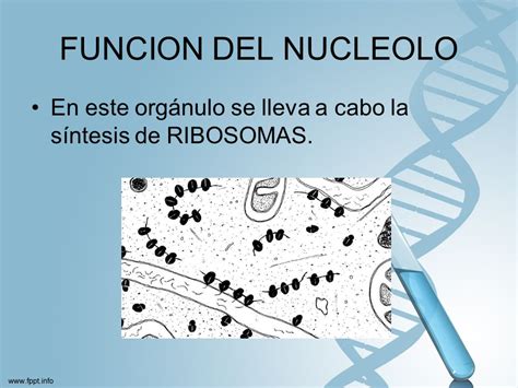 El nucléolo y los ribosomas en la síntesis de proteínas y ...