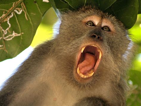 El ojo del buitre: Monos   Mono aullador