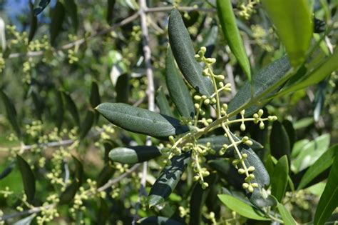 El olivo | Características, fruto, cultivo, cuidado ...