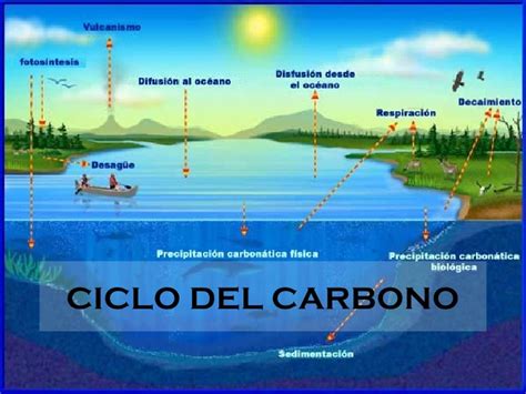 El origen de la bata : Relación del ciclo del carbono con ...